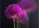 4 Allium.jpg